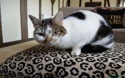 Mixed Breed cats for sale:  **  Moggy Cat - Advert 2