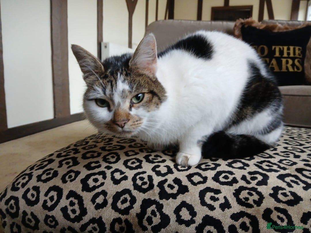 Mixed Breed cats for sale:  **  Moggy Cat - Advert 2