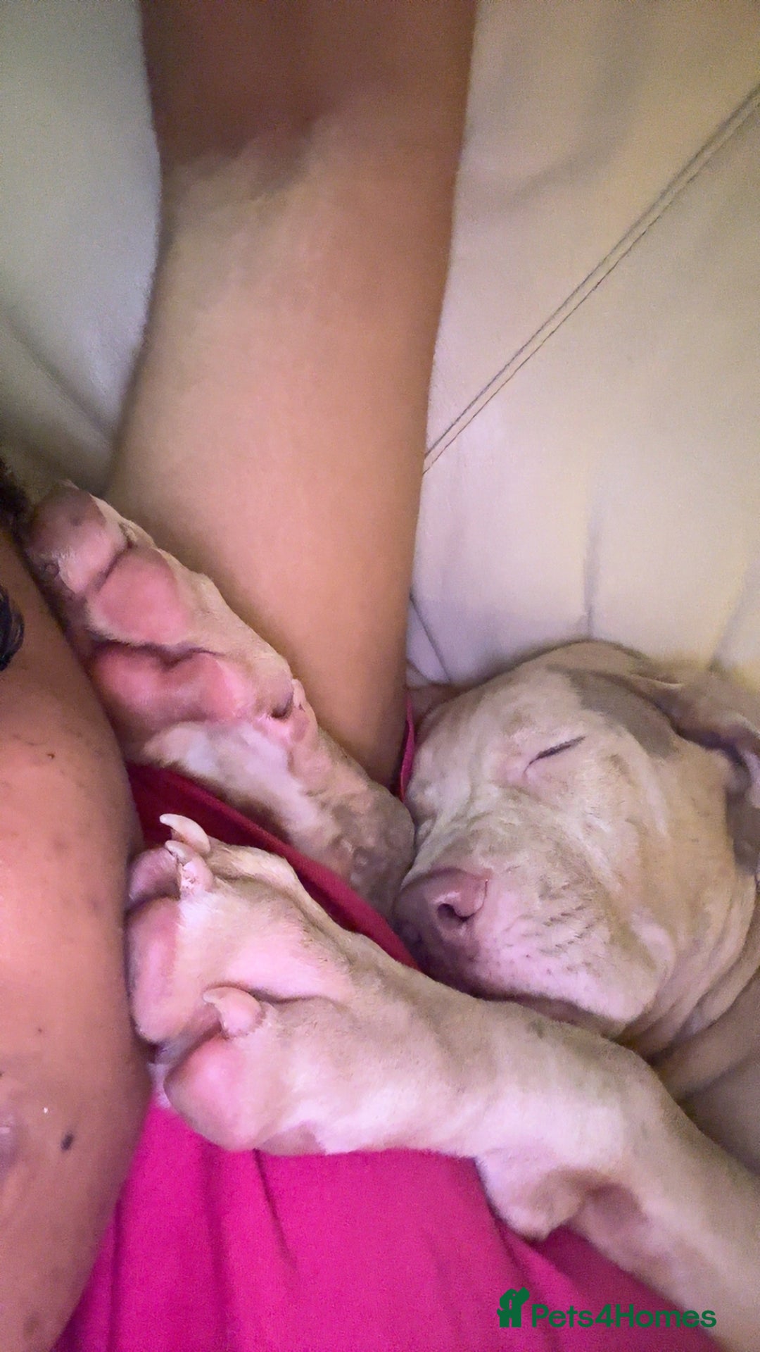 Mixed Breed dogs for sale: KODA. - Advert 3