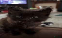 Mixed Breed cats for sale: Fluffy kittens - Image 2