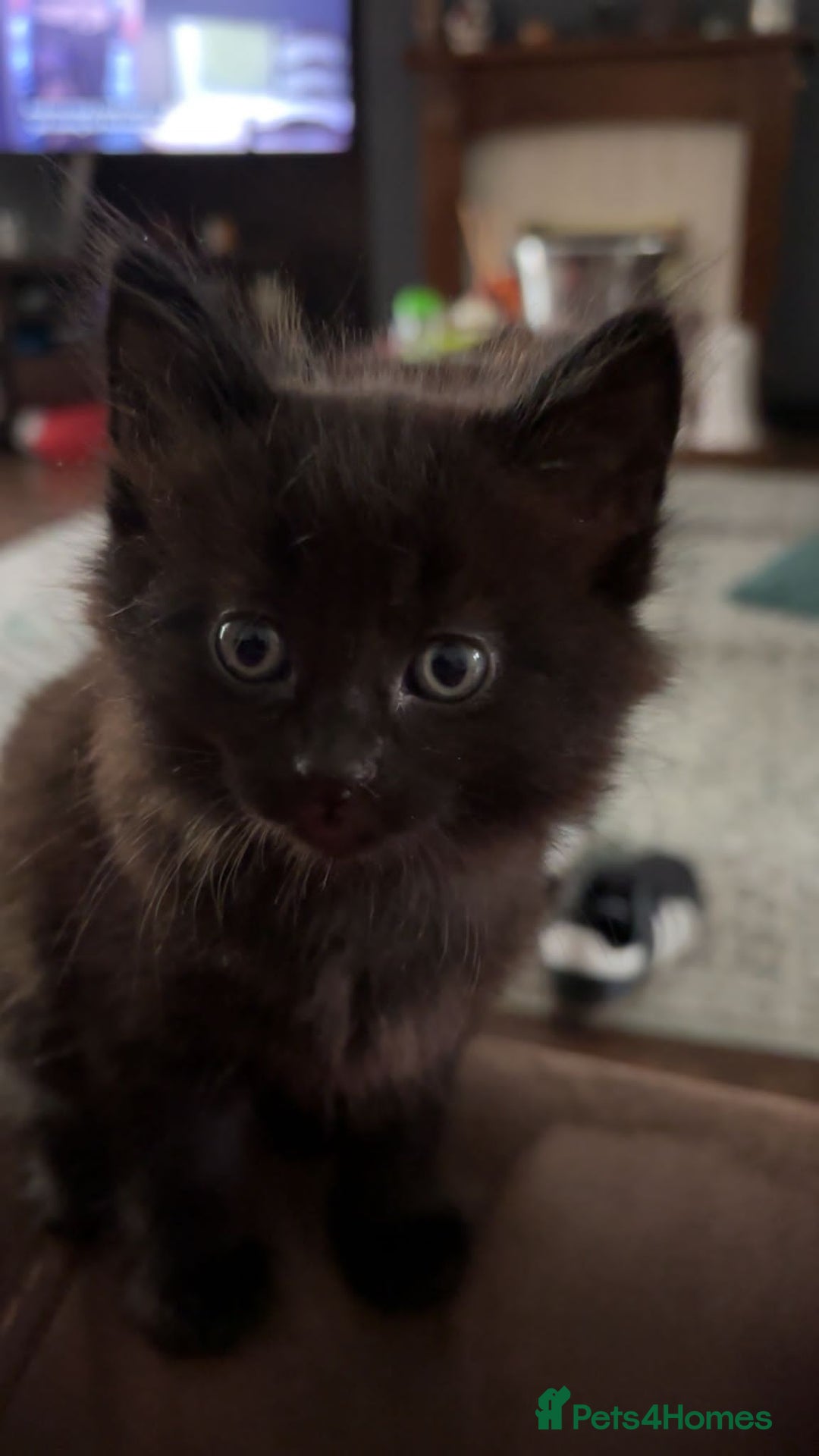Mixed Breed cats for sale: Fluffy kittens - Image 2