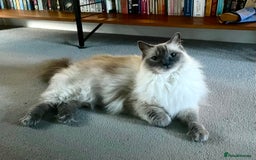Ragdoll cats for sale: Rehoming our beautiful girl  - Image 2