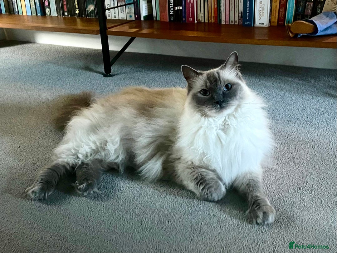 Ragdoll cats for sale: Rehoming our beautiful girl  - Image 2