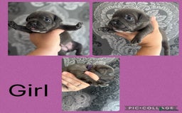 Staffordshire Bull Terrier dogs for sale: Blue and white stafffordshire terrier puppies - Image 4