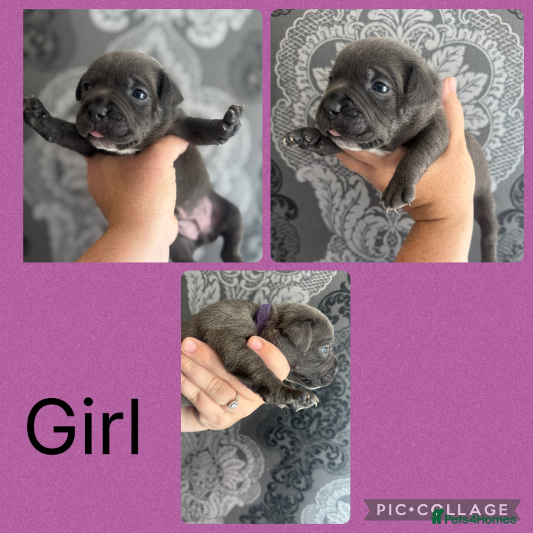 Staffordshire Bull Terrier dogs for sale: Blue and white stafffordshire terrier puppies - Image 4