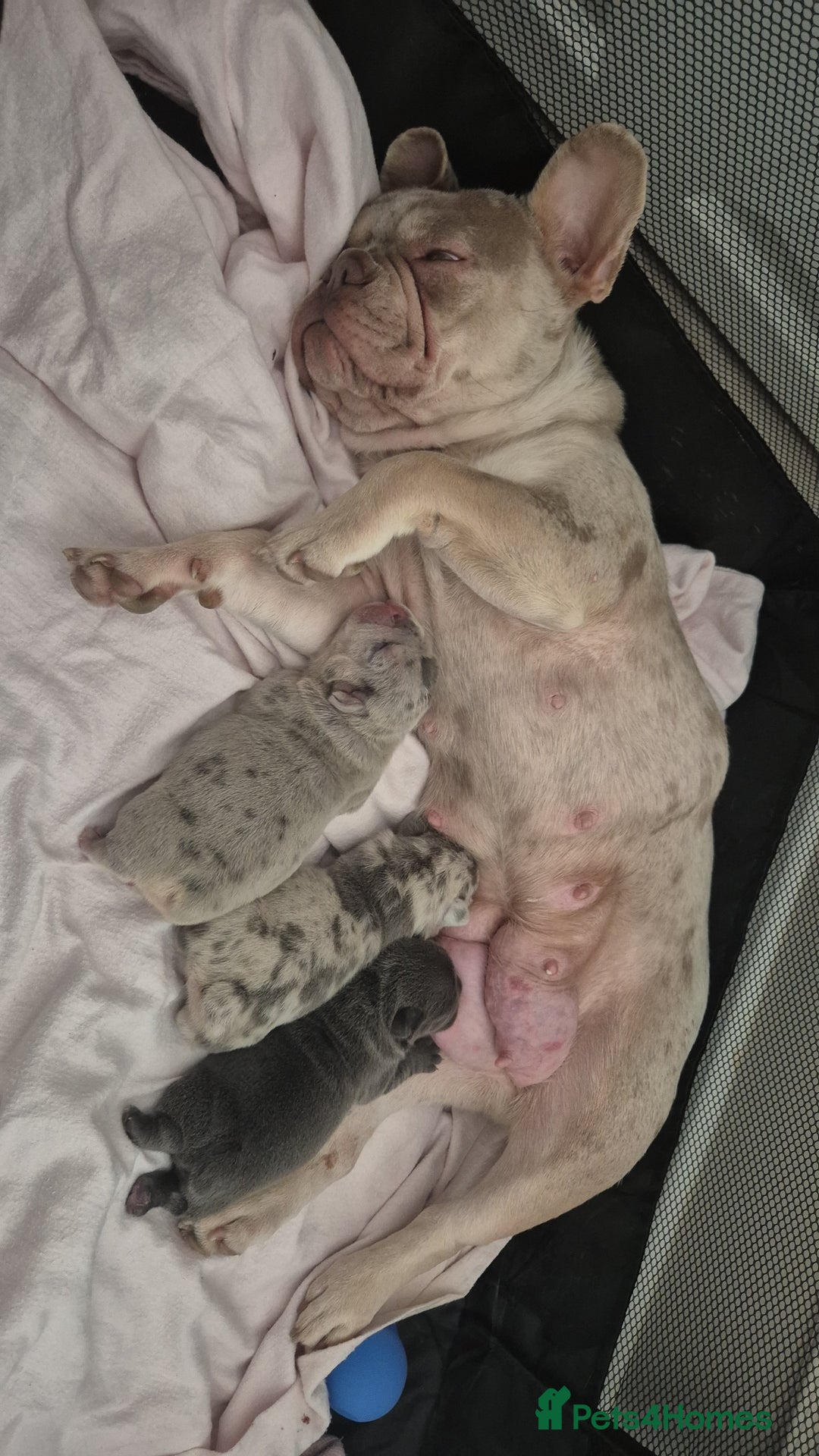 French Bulldog dogs for sale: Beautiful lilac French bulldogs - Image 10