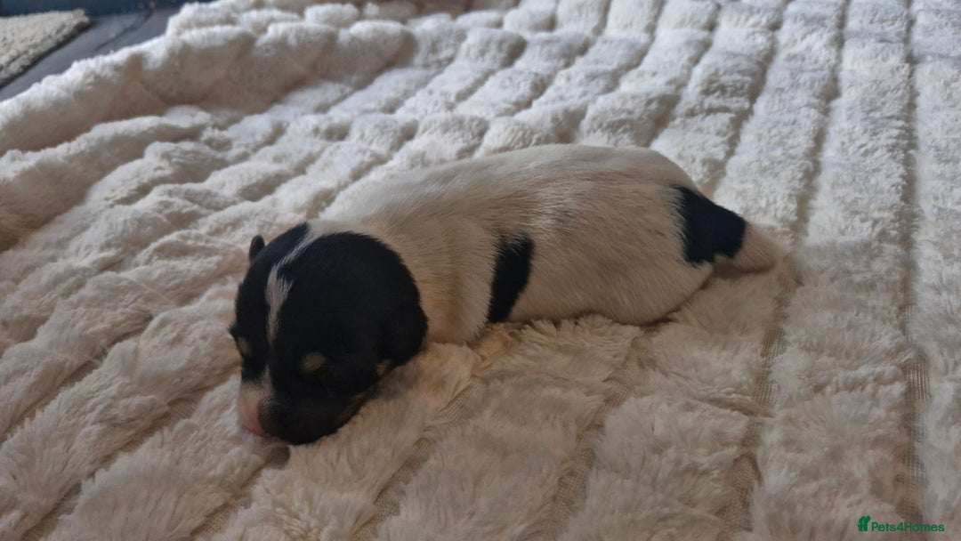Jack Russell dogs for sale: Jack Russell puppies  - Advert 9