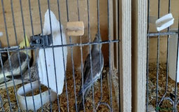 Cockatiels birds for sale: Young cockatiels for sale  - Image 6