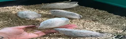 Quail poultry for sale: 5 Pairs of Adult Button Quail (pls read all info) - Advert 4