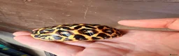 Tortoise reptiles for sale: Indian star tortoise  - Advert 18
