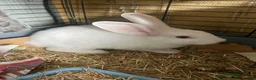 Mini Lop rabbits for sale: X3 Mini Lop Bunnies - Advert 9
