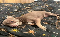 Chihuahua dogs for sale: 3YR OLD CHIHUAHUA - Image 1