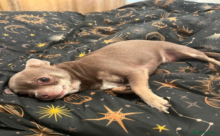 Chihuahua dogs - Advert 2