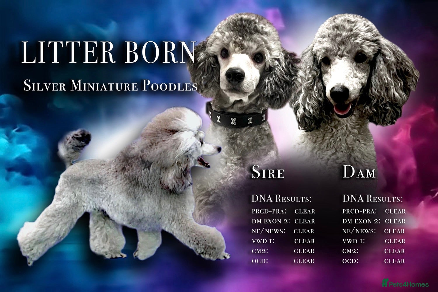 Miniature Poodle dogs 🌟RARE Silver Miniature Poodle Puppies🌟 - Advert 2