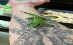 Gecko reptiles for sale: Crimson Giant Day & Chahoua Mossy Geckos - Image 3