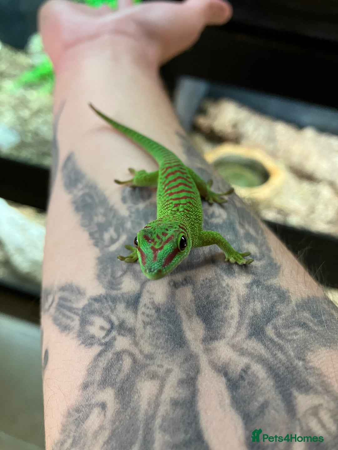 Gecko reptiles for sale: Crimson Giant Day & Chahoua Mossy Geckos - Image 3