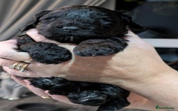 Cockapoo dogs for sale: 5 cockapoo puppys - Image 1