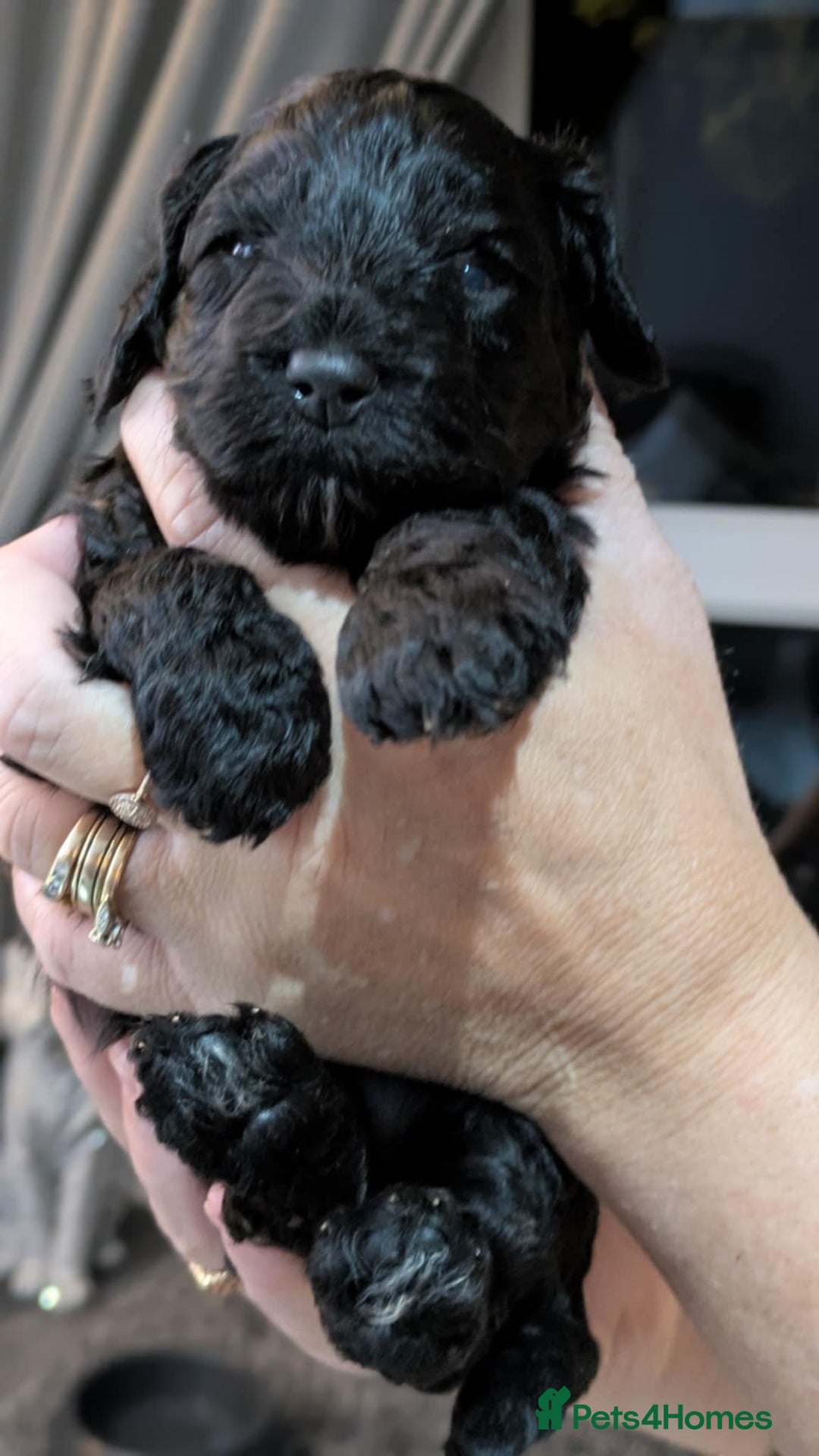Cockapoo dogs for sale: 5 cockapoo puppys - Image 1