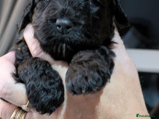 Cockapoo dogs - Advert 27