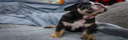 English Bulldog dogs for sale: English bulldog puppies ready to go now in Glasgow - Advert 8