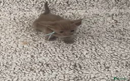 Mixed Breed cats for sale: Oriental X Siamese kittens  - Image 6