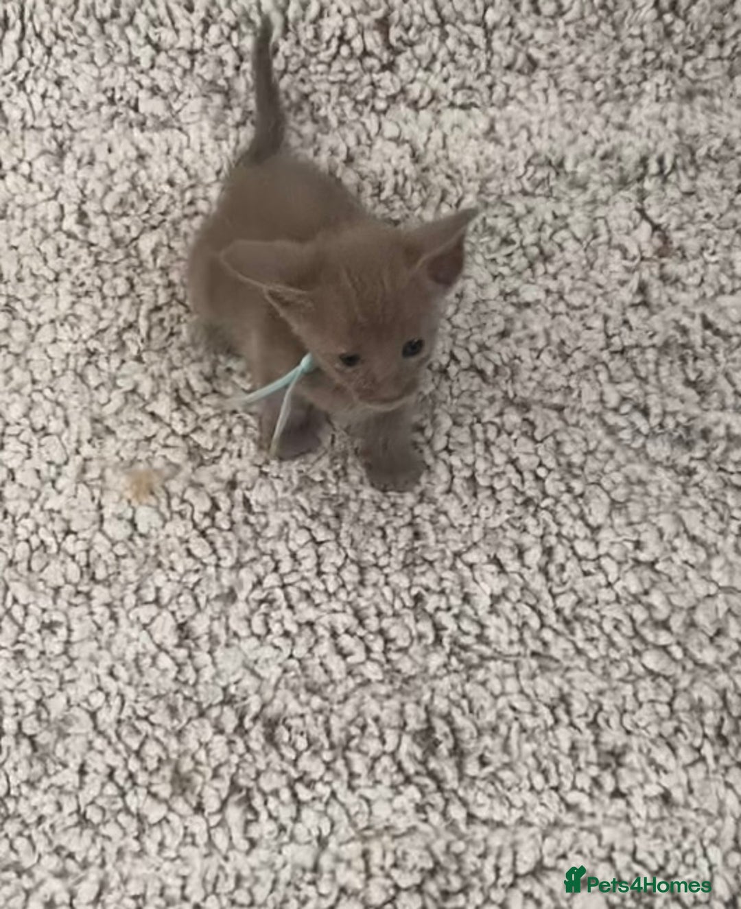 Mixed Breed cats for sale: Oriental X Siamese kittens  - Image 6