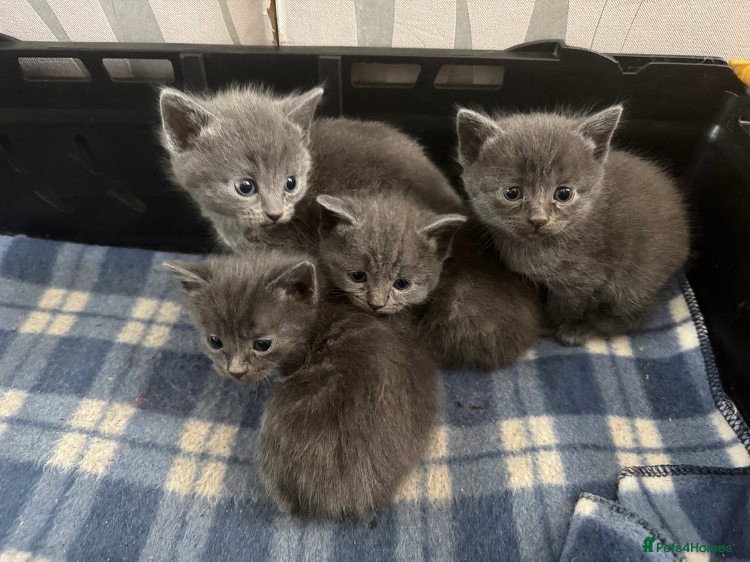British Shorthair cats for sale: Gorgeous British Blue Shorthair X Kittens for sale in Brentwood - Image 6