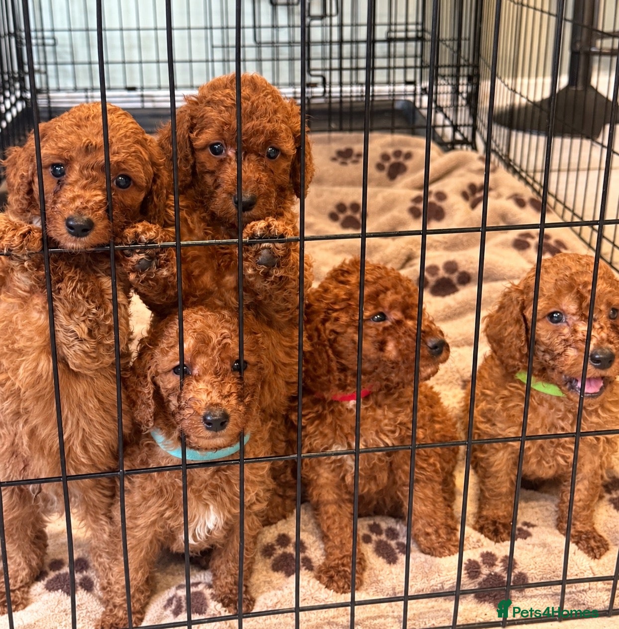Cockapoo dogs Adorable cockapoo pups - Advert 1
