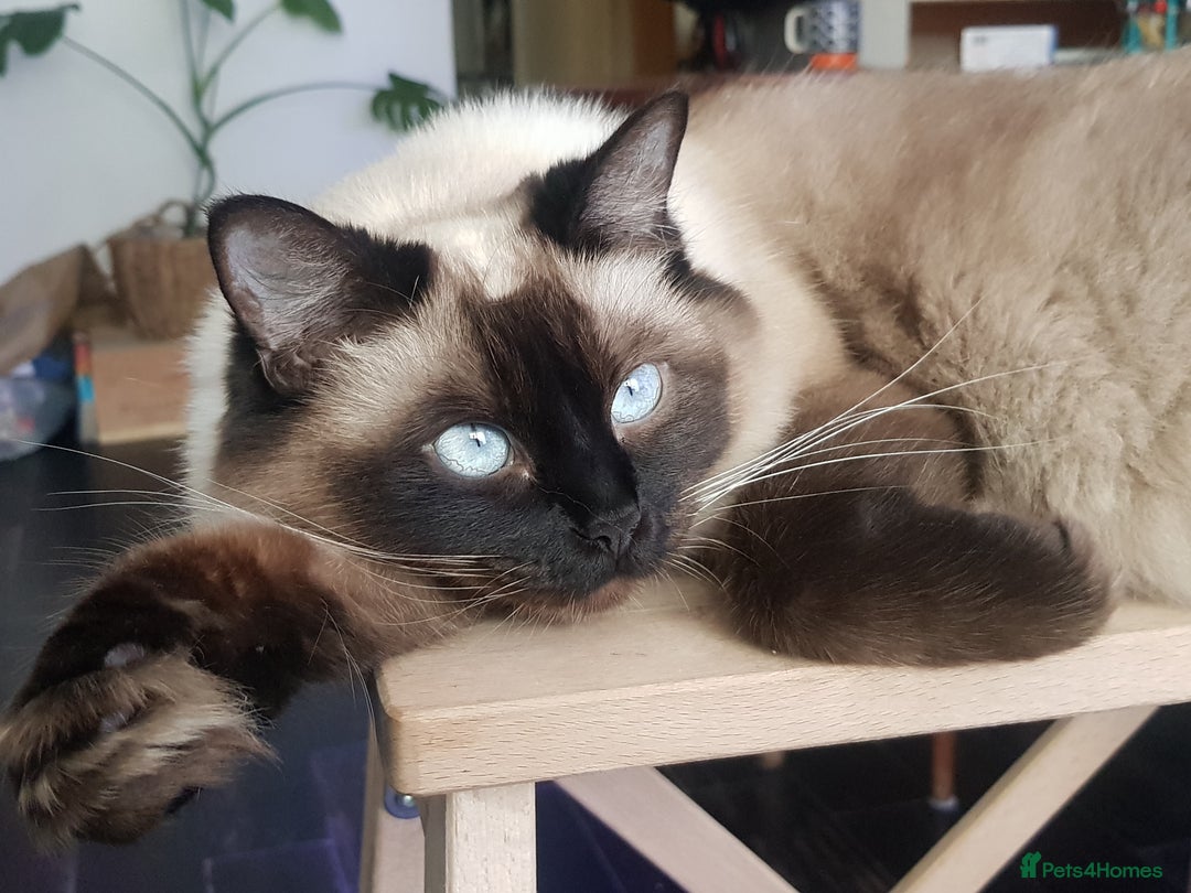 Ragdoll cats for sale: Seal, Sepia and Blue Ragdoll Kittens  - Image 16