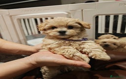 Maltipoo dogs for sale: Maltipoo F1 Toy Size, KC Parents, DNA Tested Clear - Image 14
