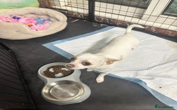 Chihuahua dogs for sale: ben🤍🤍 - Image 1