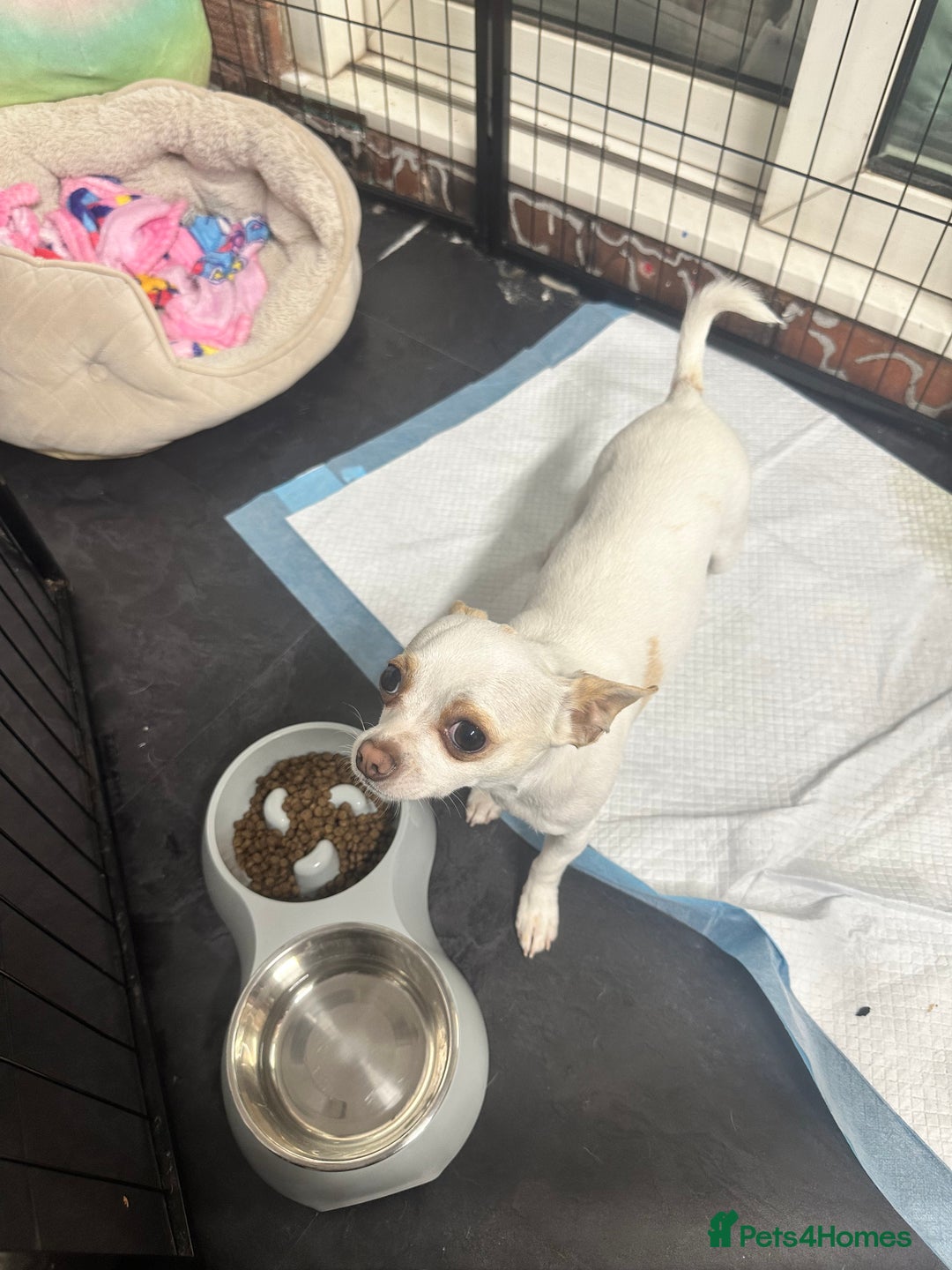 Chihuahua dogs for sale: ben🤍🤍 - Image 1