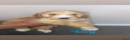 Cockapoo dogs for sale: Beautiful puppy - Advert 2