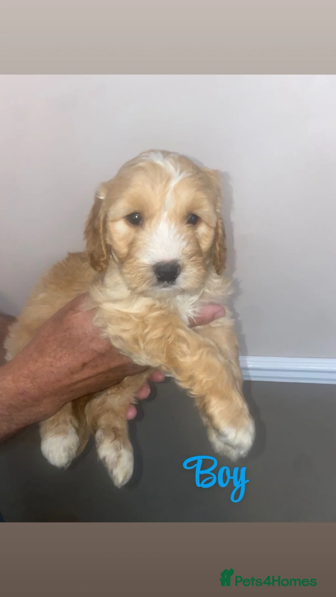Cockapoo dogs for sale: Beautiful puppy - Advert 2