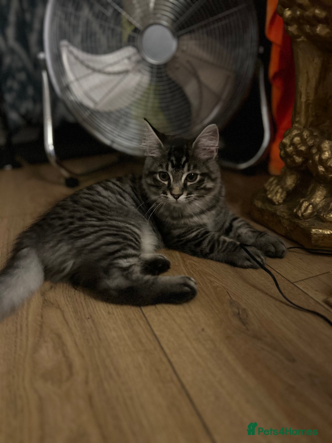 Ragcoon cats for sale: Polydactyl Ragcoons!  in Shepton Mallet - Image 17