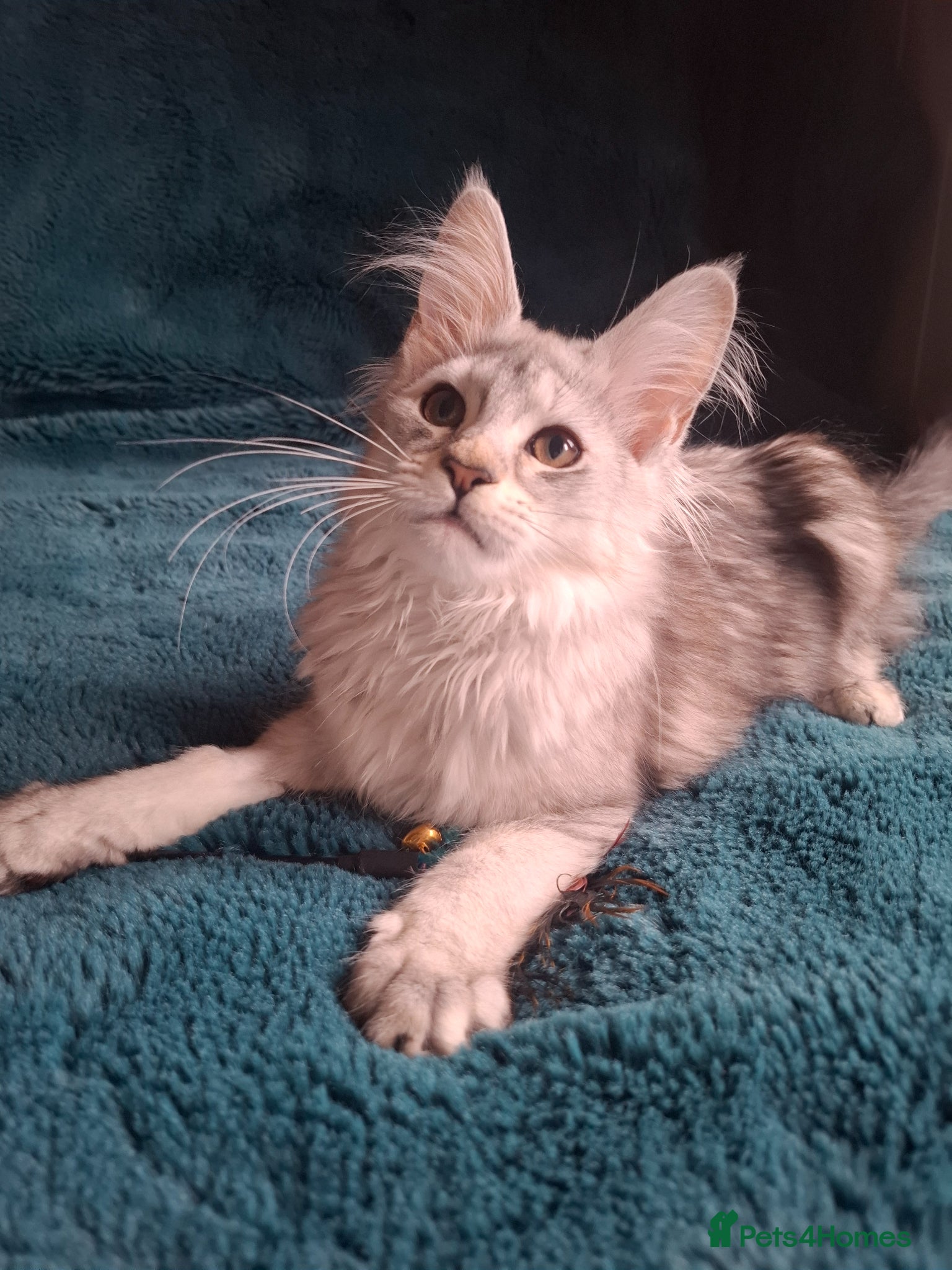 Maine Coon cats Tica Registered Maine Coon Kittens - Advert 2