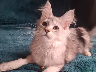 Maine Coon cats Tica Registered Maine Coon Kittens - Advert 4