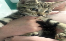 British Shorthair cats for sale: Kittens  - Image 1