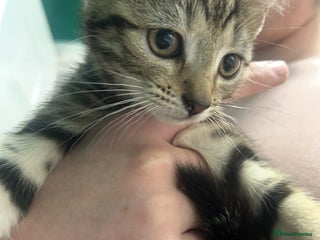 British Shorthair cats - Advert 18