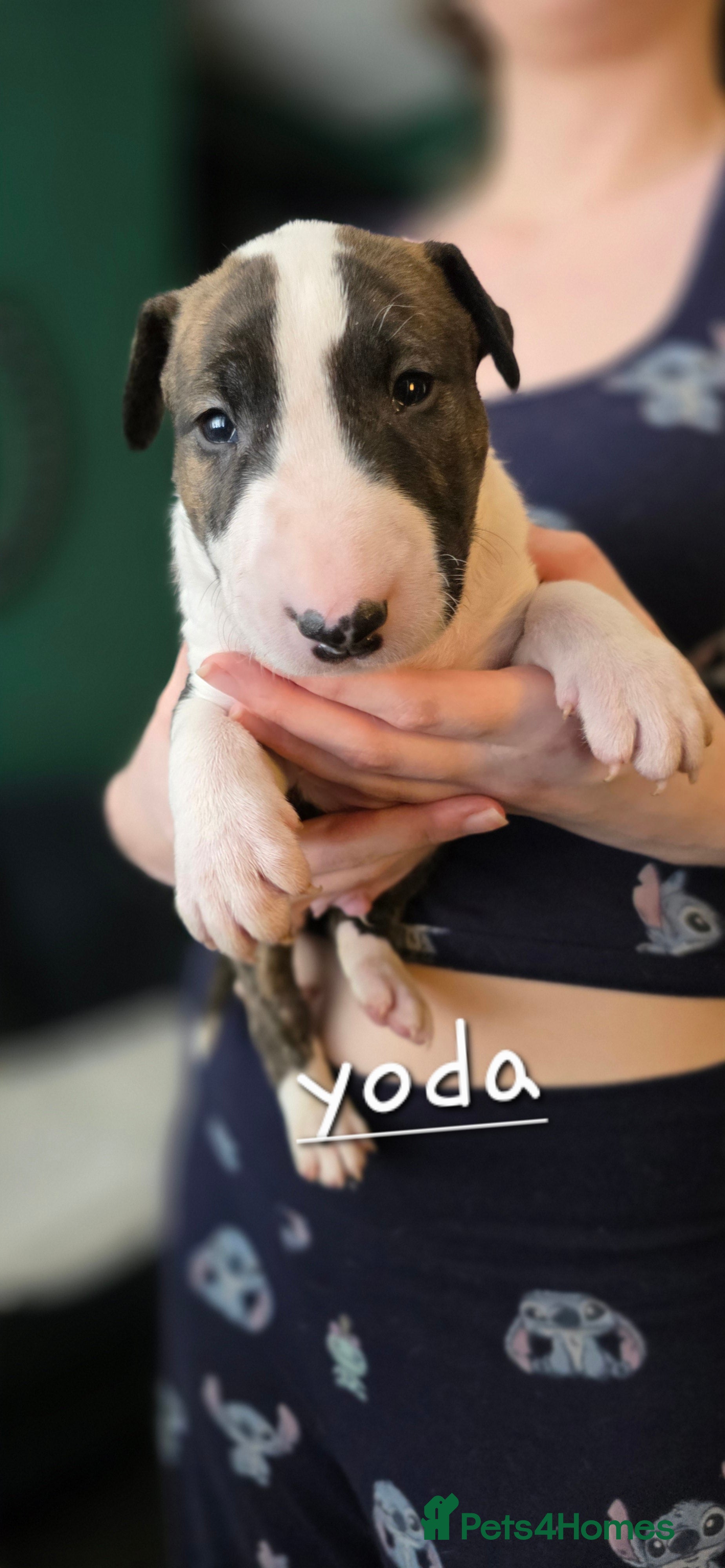 English Bull Terrier dogs for sale: KC English bullterrier puppies available  - Advert 12