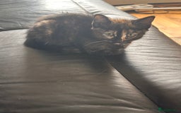 Mixed Breed cats for sale: Beautiful mixed breed kittens  - Image 5