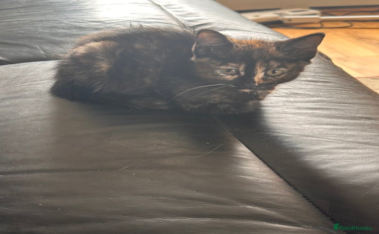 Mixed Breed cats - Advert 12