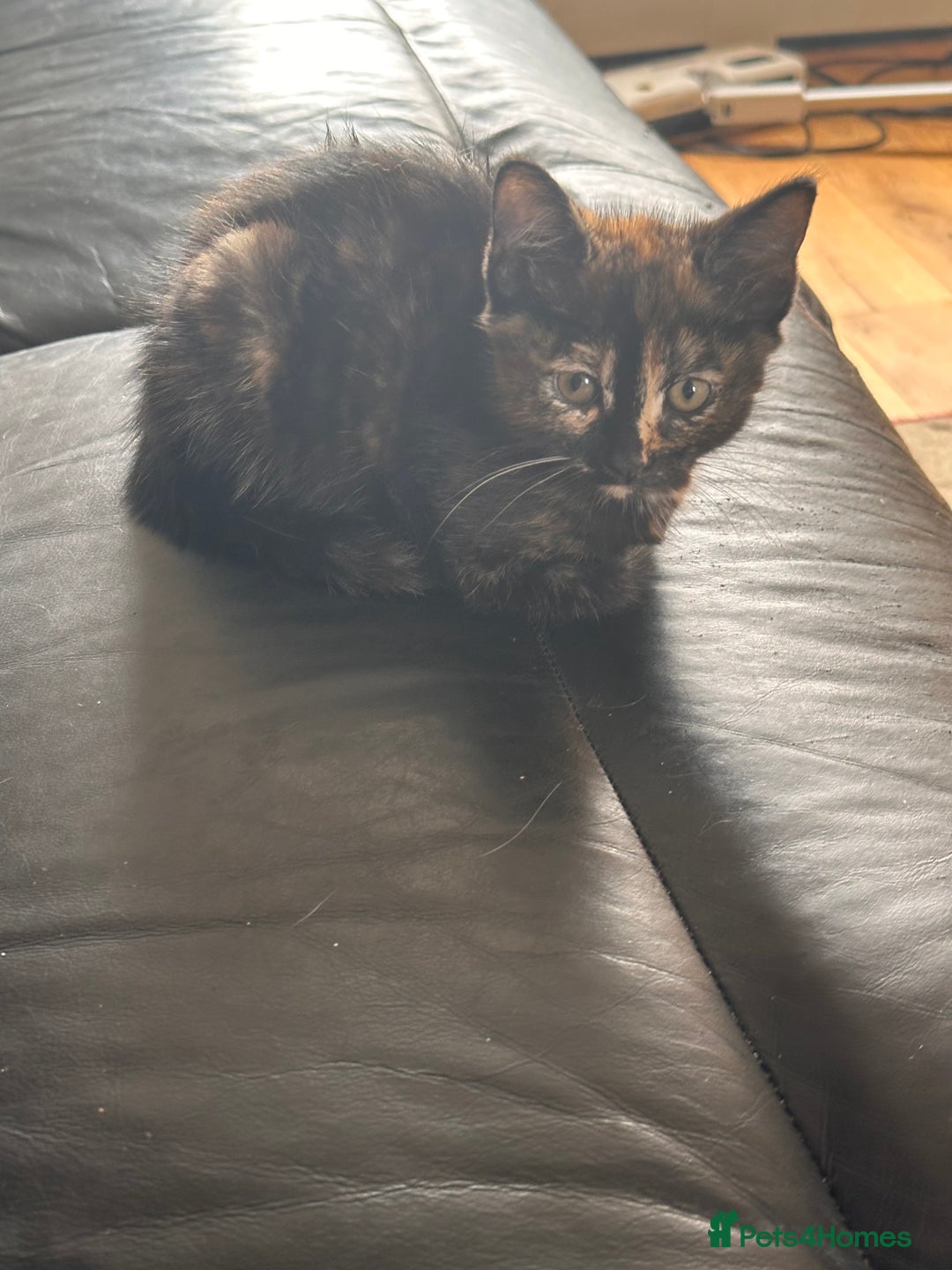 Mixed Breed cats for sale: Beautiful mixed breed kittens  - Image 5
