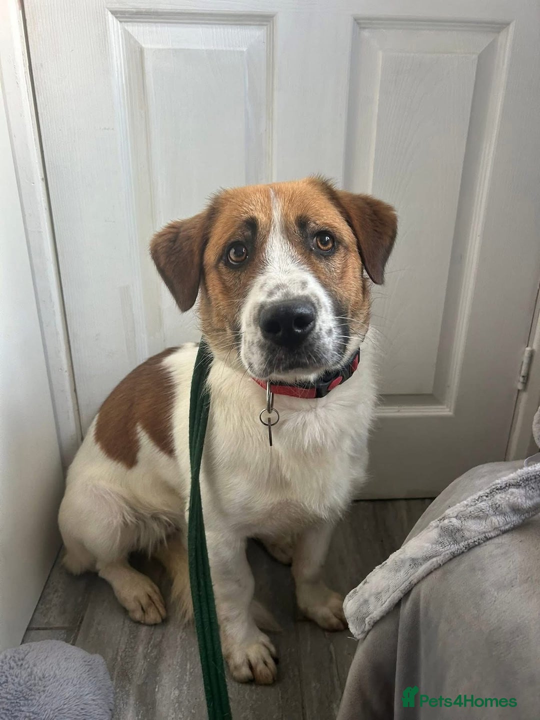 Mixed Breed dogs for adoption: Diego. Badersfield Norfolk  - Image 1