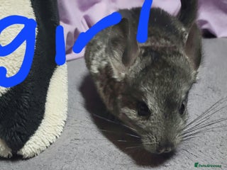 Chinchilla rodents - Advert 3