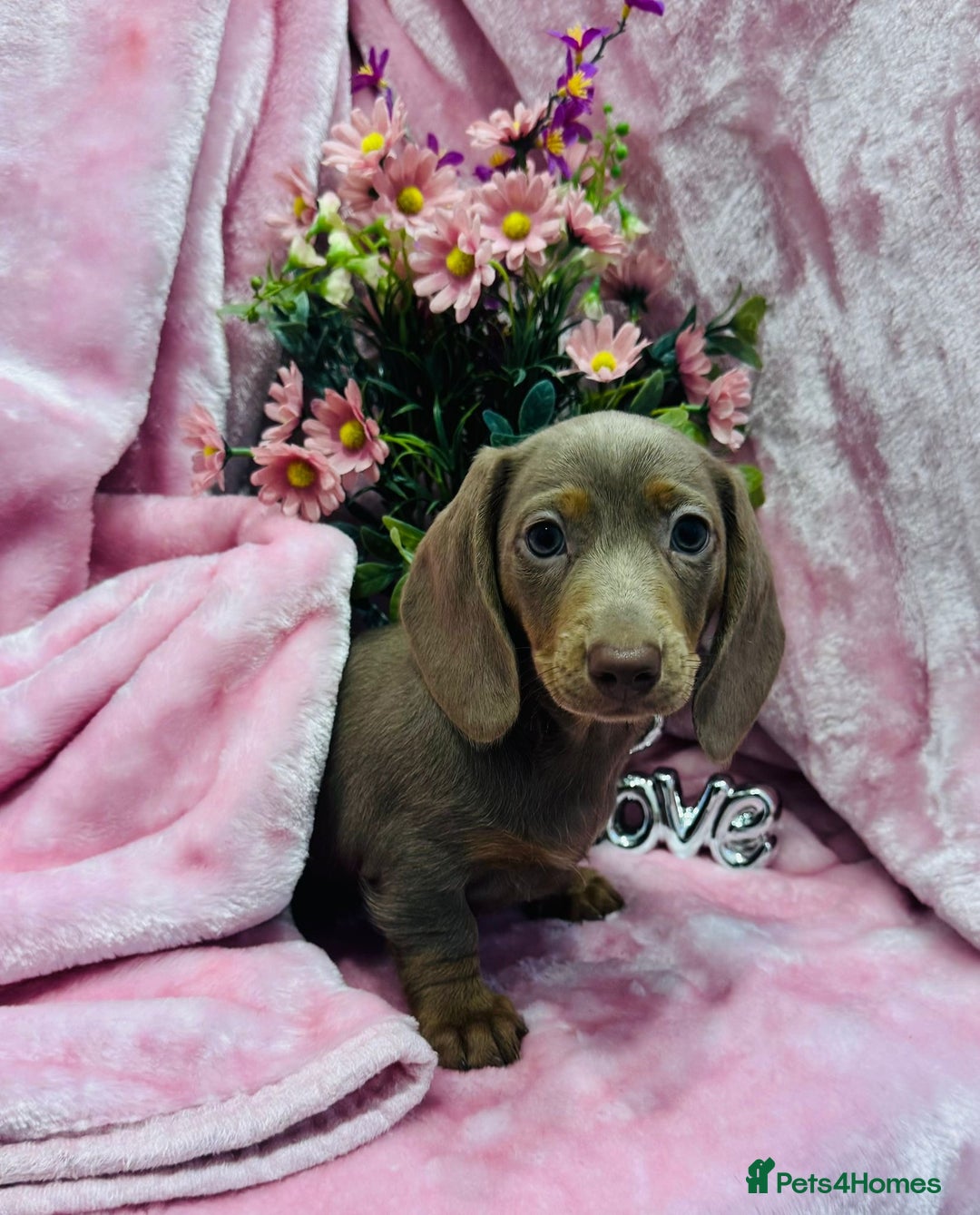 Miniature Dachshund dogs for sale: Miniature dachshunds - Advert 29