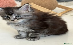 Maine Coon cats for sale: Stunning Mainecoon Kittens - Image 8