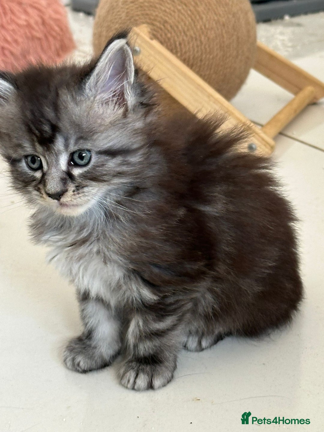 Maine Coon cats for sale: Stunning Mainecoon Kittens - Image 8