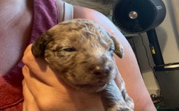 Cockapoo dogs for sale: F1bb Cockapoo puppies - Image 18
