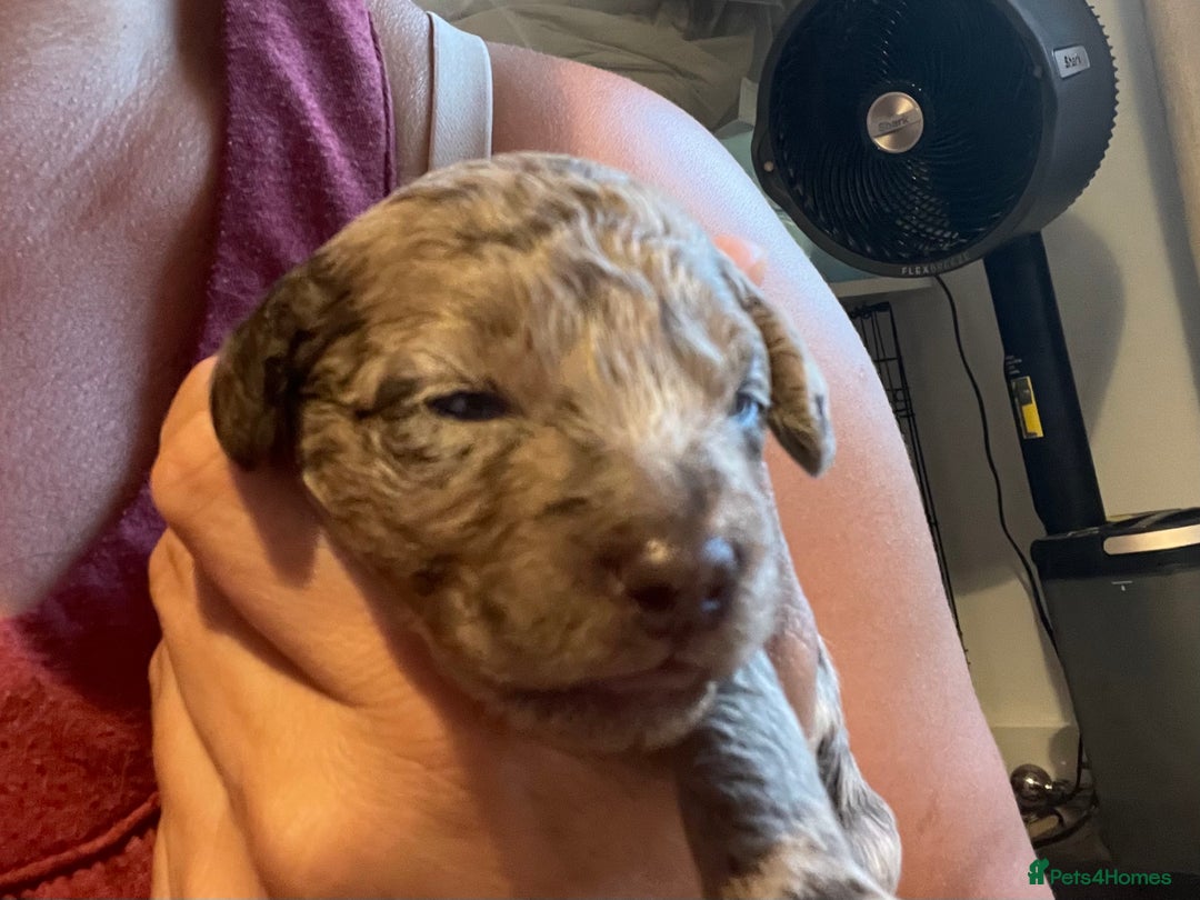 Cockapoo dogs for sale: F1bb Cockapoo puppies - Image 18